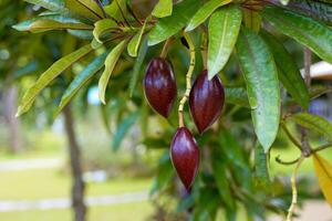 cerbera Odollam Baum ist ein Beliebt Pflanze zu hinzufügen Schatten zu das Haus. das Obst ist ovalförmig, dunkel rötlich-lila mit 1 Samen. Grün lanzenförmig Blätter mit rot Blattstiele. duftend Rosa Blumen foto