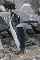 Kaiser Pinguin, Aptenodytes Forsteri, im Hafen Lockroy, goudiger Insel, Antarktis. foto