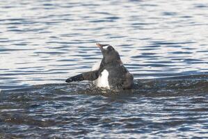 Gentoo Pinguin, auf ein Antarktis Strand, neko Hafen, Antarktis foto