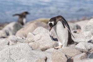 Gentoo Pinguin, auf ein Antarktis Strand, neko Hafen, Antarktis foto