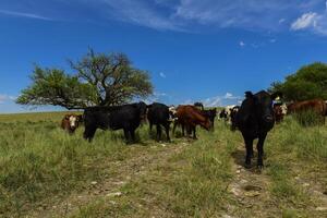 Kühe gefüttert mit Gras, Pampa, Patagonien, Argentinien foto