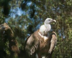 Griffon Geier, eurasisch Griffon im das Paris zoologisch Park, früher bekannt wie das bois de Vincennes, 12 .. Arrondissement von Paris, welche Abdeckungen ein Bereich von 14.5 Hektar foto