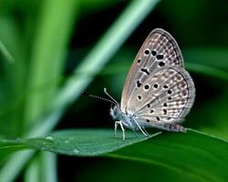 schön Schmetterling im Natur, Natur Bilder, Schönheit im Natur, Frische, Fotografie foto