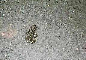 europäisch Grün Kröte. Bufoten Viridis. ein Amphibie sitzt auf das Asphalt. foto