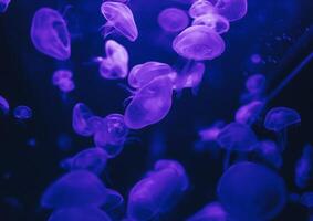 Qualle im Aktion im das Aquarium,Erstellen schön bewirken während im Bewegung foto
