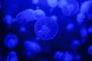 Qualle im Aktion im das Aquarium,Erstellen schön bewirken während im Bewegung foto