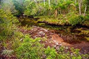 Kanu Kristalle ist ein Fluss im Kolumbien Das ist gelegen im das Sierra de la Macarena, im das Abteilung von Meta. es ist berücksichtigt durch viele wie das die meisten schön Fluss im das Welt foto