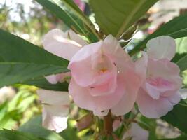 Impatiens Balsamina l ist ein Pflanze Ursprung von Asien. diese Pflanze ist ein jährlich oder zweijährlich Pflanze und hat Weiss, Rot, lila oder Rosa Blumen. das gestalten von das Blumen ähnelt klein Orchideen. foto