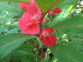 Impatiens Balsamina l ist ein Pflanze Ursprung von Asien. diese Pflanze ist ein jährlich oder zweijährlich Pflanze und hat Weiss, Rot, lila oder Rosa Blumen. das gestalten von das Blumen ähnelt klein Orchideen. foto