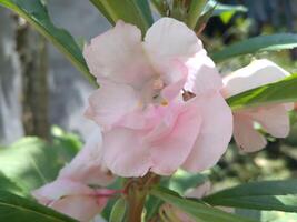 Impatiens Balsamina l ist ein Pflanze Ursprung von Asien. diese Pflanze ist ein jährlich oder zweijährlich Pflanze und hat Weiss, Rot, lila oder Rosa Blumen. das gestalten von das Blumen ähnelt klein Orchideen. foto