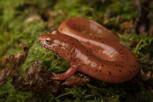 Blau Grat Frühling Salamander, gyrinophilus Porphyritis danielsi foto