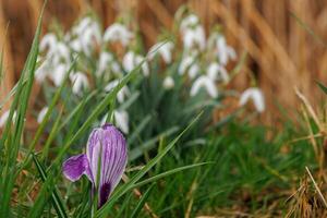 Frühling Zeit im Deutschland in der Nähe von barlo foto