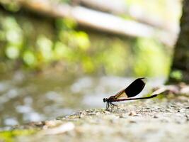 Seite Aussicht von Sumpf verflixt Libelle episch Helden foto
