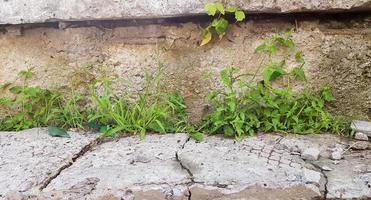 grünes Gras auf grauem Betonwandhintergrund, unebene Wandoberfläche und Gras, Hintergrundbild. graue betonwand mit grasbodenbeschaffenheit für die hintergrundgestaltung. foto