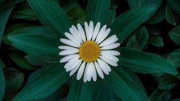 ai generiert Kamille Blume mit einzigartig Hintergrund, groß Grün Blätter foto