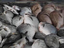 Fisch Markt frisch Fisch aveiro Portugal foto