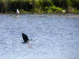 schwarzflügelig Stelze Himantopus Himantopus im Aveiros Salz- Pfannen Portugal foto