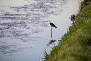 schwarzflügelig Stelze Himantopus Himantopus im Aveiros Salz- Pfannen Portugal beim Sonnenuntergang foto