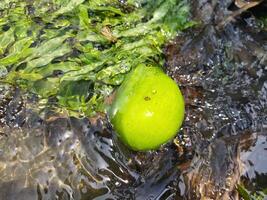 Leistungen von roh Mango bharta roh Mangos sind sehr nützlich im reduzieren Säure, Verstopfung und Verdauungsstörungen Probleme durch Portion Verdauung. roh Mangos enthalten ein Verdauungs- Enzym namens Amylase. wie ein Re foto