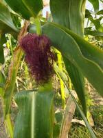 ein Mais Pflanze mit ein lila Blume auf es foto