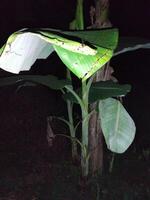 ein Banane Baum mit ein groß Grün Blatt im das Neu Garten, Sämlinge von verbessert Sorten von Banane haben gewesen gepflanzt foto