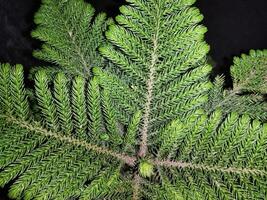 ein klein Baum mit Grün Blätter im ein dunkel Zimmer foto