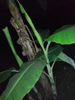 ein Banane Baum mit ein groß Grün Blatt im das Neu Garten, Sämlinge von verbessert Sorten von Banane haben gewesen gepflanzt foto