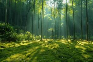 Sonnenlicht Gießen Schatten durch ein Bambus Wald foto