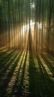 Sonnenlicht Gießen Schatten durch ein Bambus Wald foto