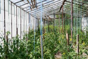 Glas Treibhaus mit Grün Busch von roh gewachsen Tomaten Landwirtschaft. Kirsche Tomaten Reifung auf hängend Stengel im Gewächshaus. Öko freundlich vegan Essen produzieren foto