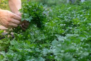 Bauern Hände sammeln Petersilie im Garten öffnen Luft. organisch Zuhause Gartenarbeit und Anbau von Grün Kräuter Konzept. örtlich gewachsen frisch Gemüse foto