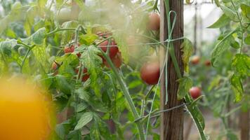 Kirsche Tomate Ernte im Gewächshaus. Gemüse Ackerland reif frisch lecker Gemüsekultur Essen Zutaten. Landwirtschaft gesund Anbau Konzept foto