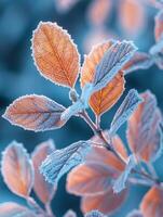 frostbedeckt Blätter auf ein lebhaft Winter Morgen foto