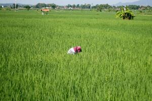 Bauern sind zur Zeit neigen zu Paddy Reis im das expansiv Felder mit Berge im das Hintergrund foto