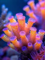 Nahansicht von beschwingt Koralle unter das Meer foto