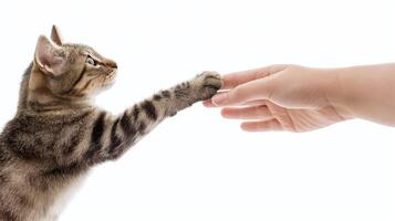 Katze berühren Mensch Hand, Haustier und Inhaber Verbindung, Tier Vertrauen und Liebe, Freundschaft Geste, Tabby Katze Pfote foto