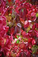 bunt Hintergrund Bild von gefallen Herbst Blätter foto