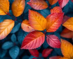 Nahansicht von mehrfarbig Herbst Laub foto