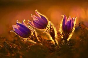 Frühling Jahreszeit. schön Frühling Blumen blühen pasque Blume im das Sonnenuntergang mit ein natürlich farbig Hintergrund. Pulsatilla Grandis foto
