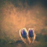 Frühling Hintergrund mit Blumen im Wiese. pasque Blume Pulsatilla Grandis foto