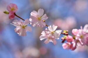 Frühling Blumen. schön blühen Baum Ast. Kirsche - - Sakura und Sonne mit ein natürlich farbig Hintergrund. foto