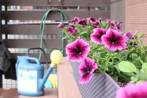 hell Ampel Blühen Blumen im lange Blumentöpfe auf Terrasse. Hinterhof und Garten. foto