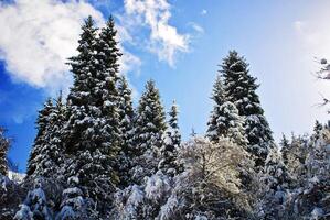 schön Tanne Bäume im das Berge foto