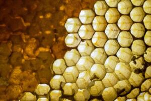 Studio Nahansicht von Bienenwabe foto