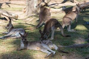 Känguru im das National Park, Brisbane, Australien foto