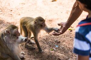 Affe nehmen Essen von des Menschen Hand foto