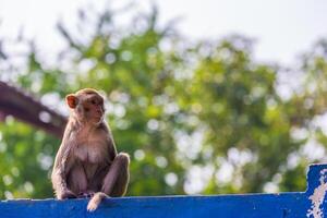Mutter Affe finden Baby auf Zaun foto