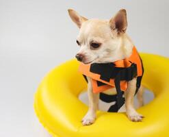 süß braun kurz Haar Chihuahua Hund tragen Orange Leben Jacke oder Leben Weste Stehen im Gelb Schwimmen Ring, isoliert auf Weiß Hintergrund. foto