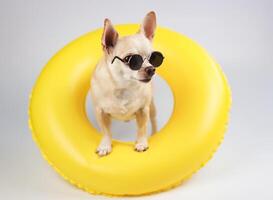 braun kurz Haar Chihuahua Hund tragen Sonnenbrille, Stehen im Gelb Schwimmen Ring isoliert auf Weiß Hintergrund, suchen seitwärts beim Kamera. foto