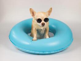 süß braun kurz Haar Chihuahua Hund tragen Sonnenbrille Sitzung im Blau Schwimmen Ring, isoliert auf Weiß Hintergrund. foto